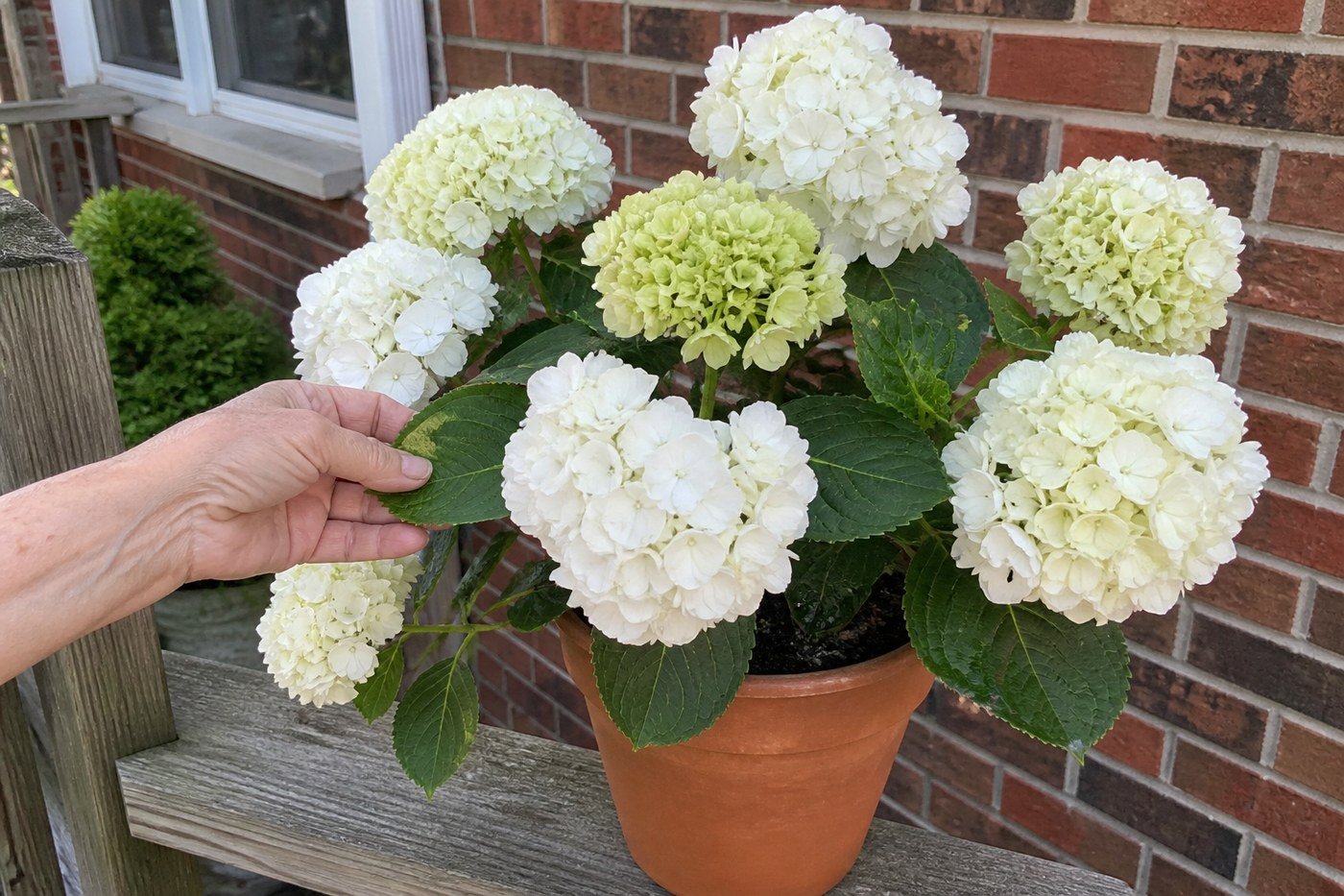 White hydrangeas in a terracotta pot on a wooden deck railing