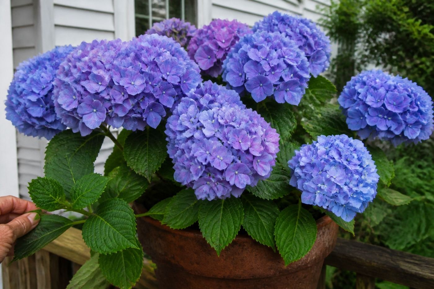 Blue and purple hydrangeas in a terracotta pot on the deck